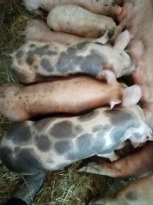 Crescator vand sau schimb purcei 8 - 14 saptamani din gospodaria proprie !!! - imagine 3