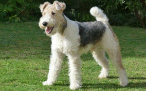 Fox Terrier Tricolor Sarmos - imagine 4 Fox Terrier Tricolor Sarmos - imagine 4