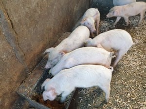 Vand porci 7 saptamani