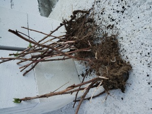 vând butăși zmeură polka remontantă  - imagine 2