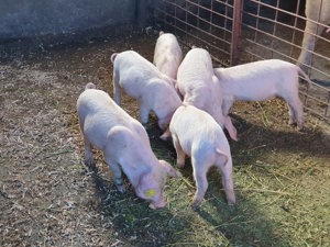 Vand porci 7 saptamani - imagine 2 Vand porci 7 saptamani - imagine 2