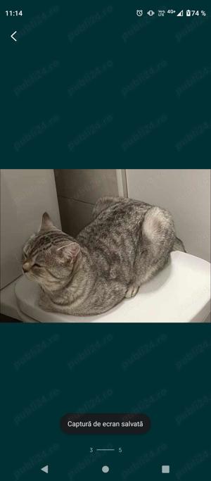 Mascul British shorthair  - imagine 2 Mascul British shorthair  - imagine 2