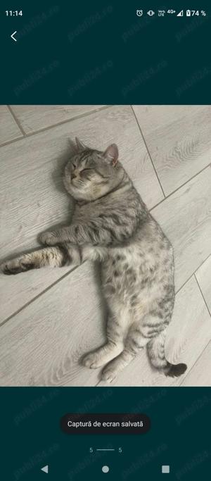 Mascul British shorthair  - imagine 4 Mascul British shorthair  - imagine 4