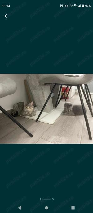 Mascul British shorthair  - imagine 3 Mascul British shorthair  - imagine 3