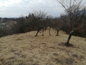 Teren extravilan Barsana,Maramures - imagine 4