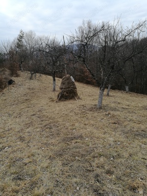 Teren extravilan Barsana,Maramures - imagine 6