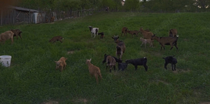 Capra | Capre | Iezi Alpin Francez