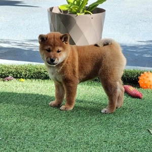 Shiba inu cu pedigree - imagine 3