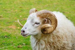 Cârlan tanar - berbec tanar  - imagine 2