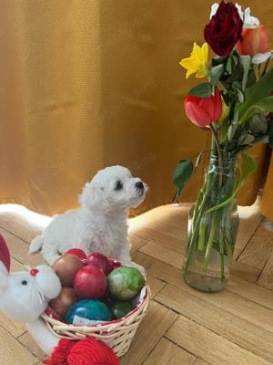 Vand Bichon Maltez mini toy - imagine 1