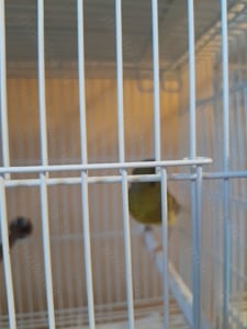 canarite 2024 și 2025 timbrado