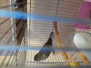 canarite 2024 și 2025 timbrado - imagine 2 canarite 2024 și 2025 timbrado - imagine 2