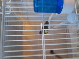 canarite 2024 și 2025 timbrado - imagine 3 canarite 2024 și 2025 timbrado - imagine 3