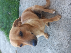 Catelus adoptie - imagine 2