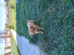 Catelus adoptie - imagine 3