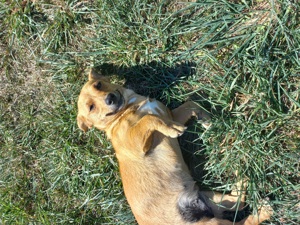 Catelus adoptie - imagine 4