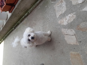 cățeii bichioni - imagine 2