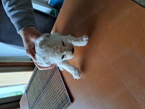 cățeii bichioni - imagine 3