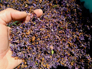 Floare de Liliac -uscata 