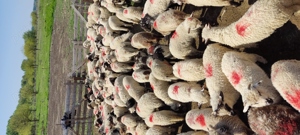 Miei de vanzare  - imagine 4