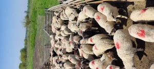 Miei de vanzare  - imagine 2