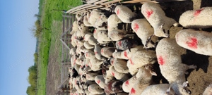 Miei de vanzare  - imagine 3