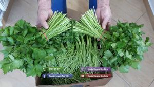 Patrunjel de frunza de vanzare la snop de 10 legaturi 2026 - imagine 2