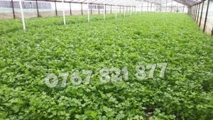 Patrunjel de frunza de vanzare la snop de 10 legaturi 2026