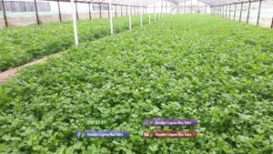 Patrunjel de frunza de vanzare la snop de 10 legaturi 2026 - imagine 5