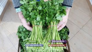 Patrunjel de frunza de vanzare la snop de 10 legaturi 2026 - imagine 3