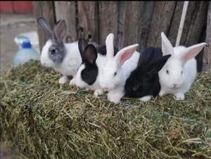 Vând iepuri hycole francezi  - imagine 2