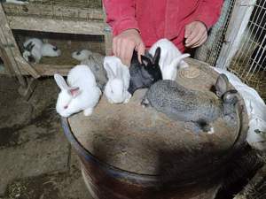 Vând iepuri hycole francezi  - imagine 3