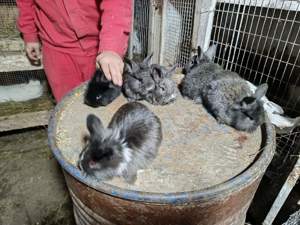 Vând iepuri cadoul ideal de Paște  - imagine 6