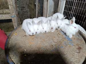 Vând iepuri cadoul ideal de Paște  - imagine 9