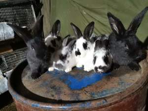 Vând iepuri cadoul ideal de Paște  - imagine 4