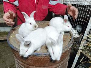 Vând iepuri cadoul ideal de Paște  - imagine 3