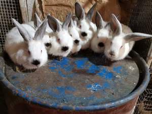 Vând iepuri cadoul ideal de Paște  - imagine 10