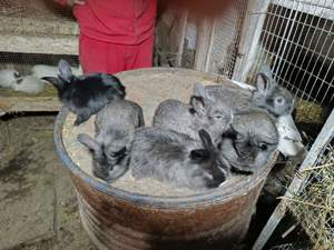 Vând iepuri cadoul ideal de Paște  - imagine 7