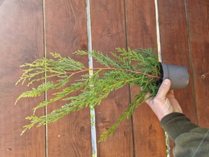 Leylandii Cupressuscyparis 40-60 cm