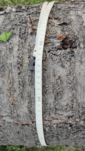 Trunchi bustean lemn cires salbatic lungime 5m pt. cherestea - imagine 6