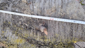 Trunchi bustean lemn cires salbatic lungime 5m pt. cherestea - imagine 5