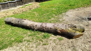 Trunchi bustean lemn cires salbatic lungime 5m pt. cherestea - imagine 2