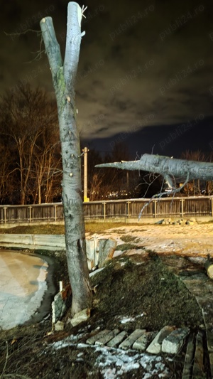 Trunchi bustean lemn cires salbatic lungime 5m pt. cherestea - imagine 8