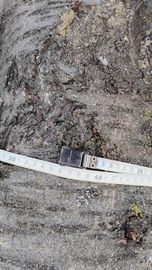 Trunchi bustean lemn cires salbatic lungime 5m pt. cherestea - imagine 7