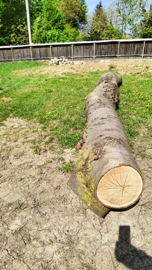 Trunchi bustean lemn cires salbatic lungime 5m pt. cherestea - imagine 3