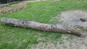 Trunchi bustean lemn cires salbatic lungime 5m pt. cherestea - imagine 9