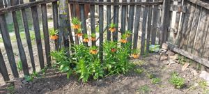 Teren vânzare Axintele Ialomița  - imagine 8 Teren vânzare Axintele Ialomița  - imagine 8