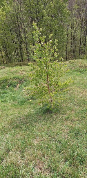 Teren de vânzare 5000 metri pătrați zona de munte  - imagine 5