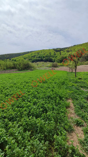 De vânzare teren intravilan + casă în Moacșa! - imagine 18