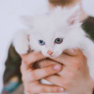 Angora Turceasca   CEACARA - imagine 6